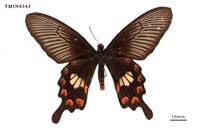 藏品(紅珠鳳蝶)的圖片